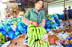 點(diǎn)圖查看下一頁(yè) 海南香蕉跌至2毛一斤賤過白菜農(nóng)戶用香蕉喂豬(4)