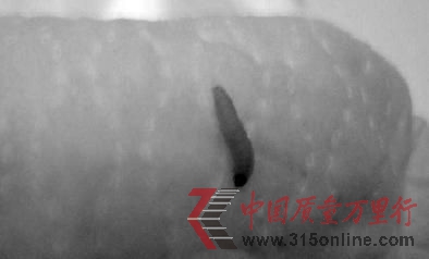 記者拍攝尿不濕上的幼蟲(chóng)