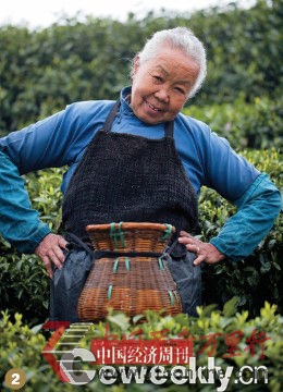 杭州蕭山區(qū) ,一位84歲的老人家清早就來到自己家茶園采茶。